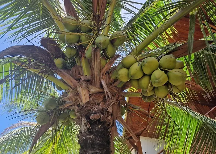 Praia De Itacimirim, Pe Na Areia